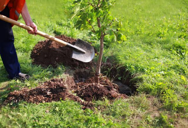 SEMMA-realiza-plantio-de-mudas-nativas-as-margens-do-Corrego-Guacu-como-medida-de-compensacao-ambiental