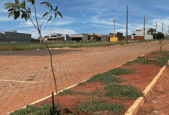 Cerca-de-100-mudas-sao-plantadas-em-importantes-avenidas-e-ampliam-arborizacao-urbana